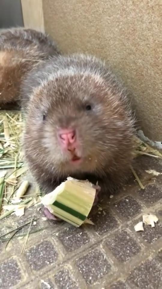竹鼠吃瓜的视频在线观看,萌态十足引网友爆笑
