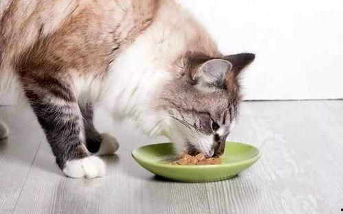 热闹的吃瓜猫咪完整版视频,一场热闹的视觉盛宴