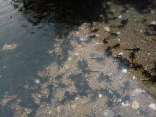 癞疙宝吃瓜原视频,一场趣味横生的夏日盛宴