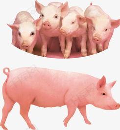 猪吃瓜的素材视频,猪吃瓜的趣味瞬间