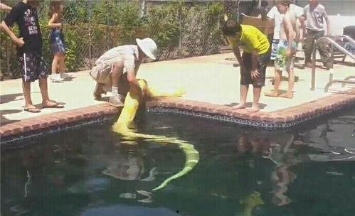 泳池吃瓜视频,一场吃瓜盛宴的欢乐时光