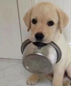 吃瓜拉布拉多被抓视频在线观看,网络热议，宠物安全引关注