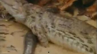 吃瓜鳄鱼的视频,揭秘神秘生物的趣味日常