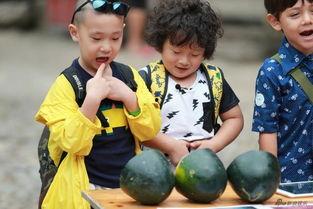 挑战萌娃吃瓜视频下载,萌娃们的瓜界奇遇记