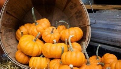 女人吃方瓜的功效视频,女性养生新宠，揭秘吃方瓜的神奇功效