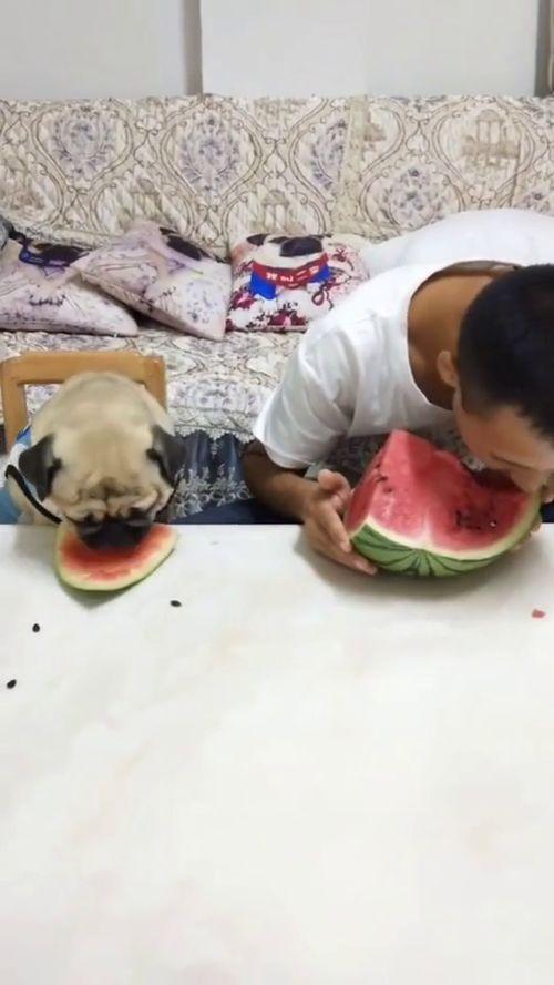 超级搞笑吃瓜西瓜视频,带你领略欢乐无限