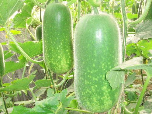 八卦吃瓜秘籍大全视频,揭秘八卦视频背后的神秘世界