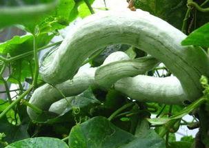 长蛇瓜怎样吃最好视频播放,视频教你如何烹饪长蛇瓜