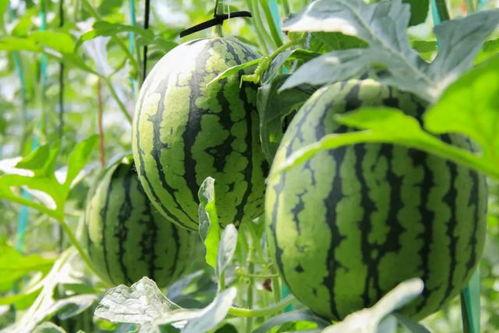 关注绿茶吃瓜群众视频,揭秘网络视频背后的热点事件