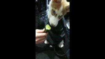 热心吃瓜狗狗视频播放,萌态可掬引网友热议