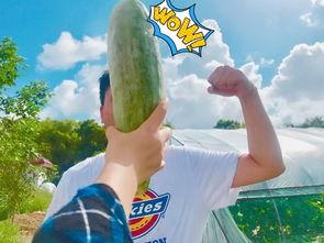 网红视频吃瓜2023年,盘点年度热门事件与幕后真相