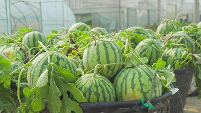 世贸滨江吃瓜视频,揭秘网红美食背后的真相