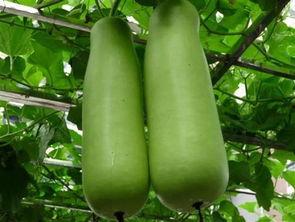 深圳批发城吃瓜视频,揭秘瓜市风云录