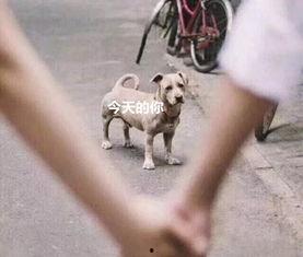 舔狗求婚吃瓜群众视频