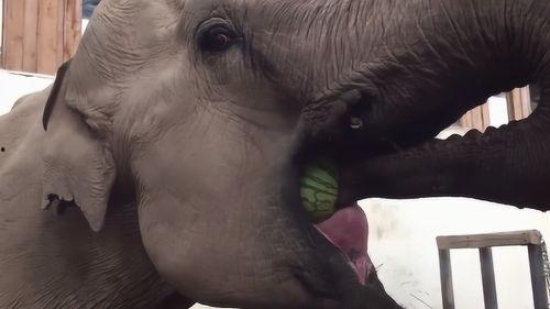 大象进村吃瓜视频在线观看,一场奇妙的乡村邂逅