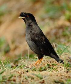 吃瓜少女八哥是谁啊视频,网络红人的崛起之路