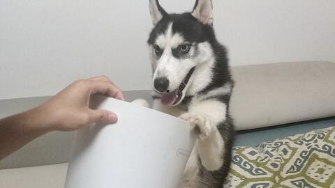 狗崽吃哈密瓜好吗视频,美味还是禁忌？