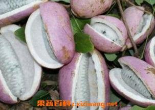 新娘子吃八月瓜视频大全