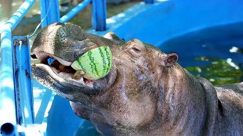 河马吃瓜的搞笑配音视频,搞笑配音笑翻众人