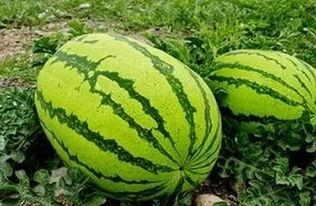 宁夏银川一职吃瓜视频,揭秘校园生活趣味瞬间