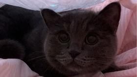 猫咪吃小瓜视频在线观看,小瓜美食大揭秘，萌态百出！