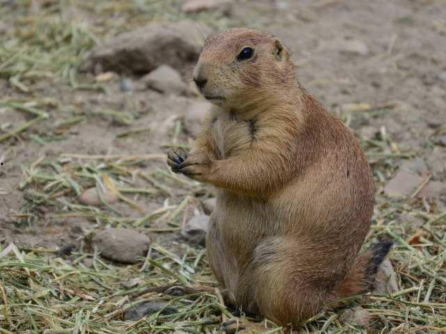 地底下吃瓜的土拨鼠视频,土拨鼠的神秘“吃瓜”生活揭秘