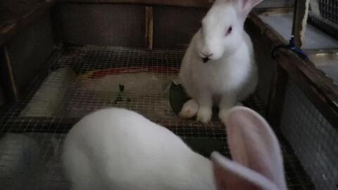 兔子吃瓜的声音视频,兔子吃瓜趣味瞬间