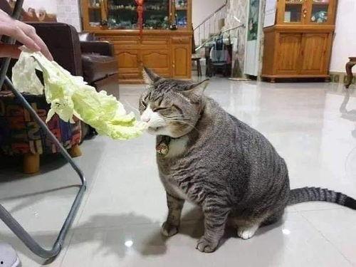 吃瓜猫咪合拍视频在线观看,萌态十足，在线观看笑翻天