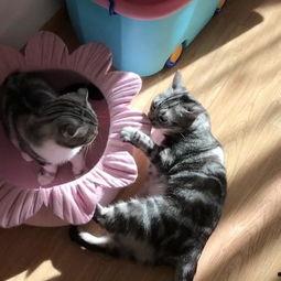 猫在线吃瓜视频,一起围观猫咪在线吃瓜视频