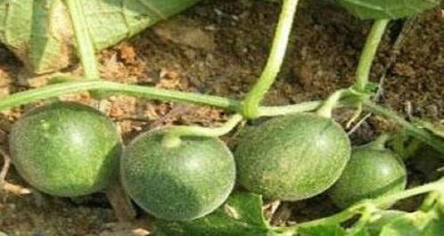 封丘县吃瓜视频,揭秘当地特色美食文化