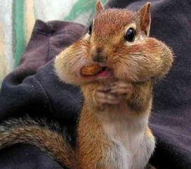 小松鼠吃哈密瓜视频,萌态十足引网友热议