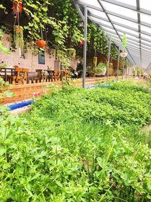 成都菜园子垂钓园吃瓜视频