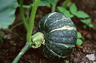 英国博士吃瓜视频下载,揭秘校园生活趣味瞬间